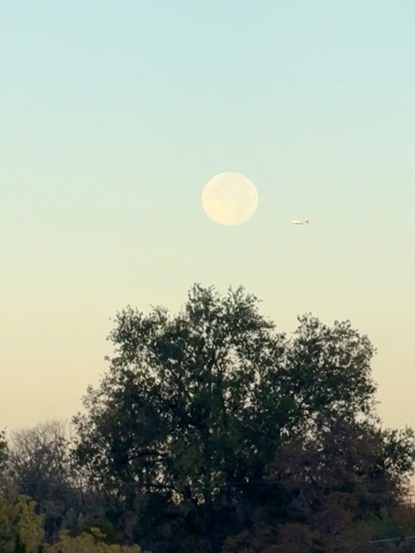 The same full moon in a pale aqua dawn sky above a tree, with a plane passing beside it, the morning after Awemour was named